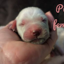 Golden Retriever Puppies from Heckmans English Cream Golden Retrievers