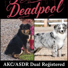 Grace - Australian Shepherd