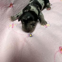 Girl 3 - Dapple female Dachshund puppy in Columbiana, Alabama from Tonya's Dachshunds
