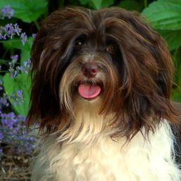 Havanese from LesBois Havanese