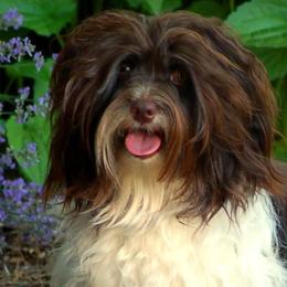 Havanese from LesBois Havanese