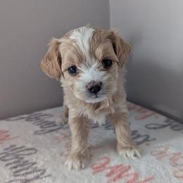 Latte - Cream female Maltipoo puppy in Fife, Washington from Joyful Pups
