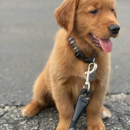 Golden Retriever Puppies from River City Goldens