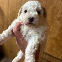 Alvin - White male Cavapoo puppy in Greensburg, Kentucky from Doodle Me Crazy