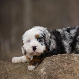 Australian Mountain Doodle, Bernedoodle, and Cavapoo Puppies from Cedar Wood Farms