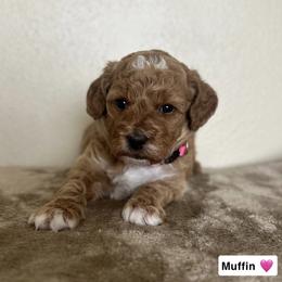 Muffin - Red  female Goldendoodle puppy in Crothersville, Indiana from Wischmeier’s Doodles