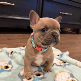 Stella - Blue fawn female French Bulldog puppy in New Braunfels, Texas from Grand Star Bulldogs