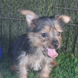 Krystal boy A - Silky Terrier puppy from Delayre Kennels