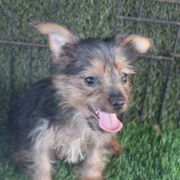 Krystal boy A - Silky Terrier puppy from Delayre Kennels