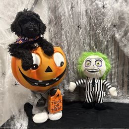 Toni - Black female Poodle puppy in Dallas, Texas from Maison des Caniches