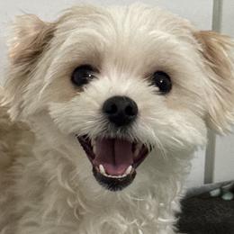 Daisy - Maltese