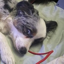 Miniature American Shepherds and Toy Australian Shepherds from Elizabeth Harrison's Pups