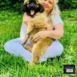 Leonberger Puppies from Bigfoot Leonberger Ranch