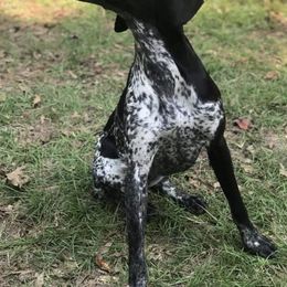German Shorthaired Pointers from Double R Gun Dogs