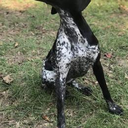 German Shorthaired Pointers from Double R Gun Dogs