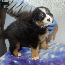 Boy 1 - Black tri-color male Australian Shepherd puppy in Millville, New Jersey from Creekside Canines