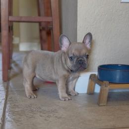 Fizz - Blue fawn male French Bulldog puppy in Miami, Florida from Oceanside French Bulldogs