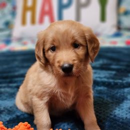Purple Collar - Dark golden female Golden Retriever puppy in Section, Alabama from Country Girl Golden Retrievers