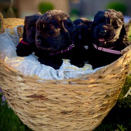 Newfoundland Puppies from CBN