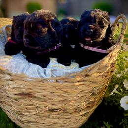 Newfoundland Puppies from CBN
