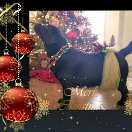 Aimee - Labrador Retriever