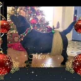 Aimee - Labrador Retriever