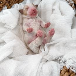 Hattie's Last Chapter- Verse - Parti male Goldendoodle puppy in Russell Springs, Kentucky from Milk & Honey Doodles
