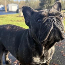 French Bulldogs from Barkumentary Bulldogs ( frenchie breeder)