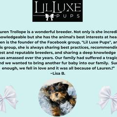 Morkie and Shorkie Puppies from Lil Luxe Pups