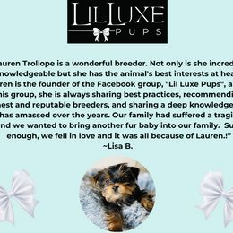 Morkie and Shorkie Puppies from Lil Luxe Pups