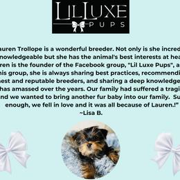 Morkie and Shorkie Puppies from Lil Luxe Pups