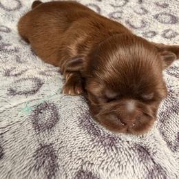 Kadell - Chocolate male Shih Tzu puppy in Orange, California from Shih Tzu Hauz