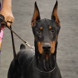 Arthur - Black and rust male Doberman Pinscher puppy in Lake City, Florida from Providence Kennels
