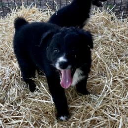 Lumi - Black & white female Australian Shepherd puppy in Piedmont, Oklahoma from HeartDriven Aussies