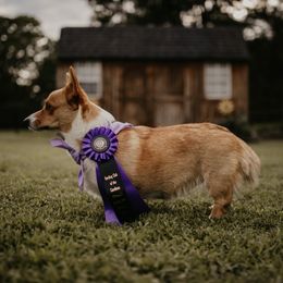 Pembroke Welsh Corgis from Mabel Creek Farm