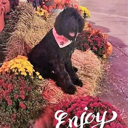 Bernedoodles from Snuggle Bug Doodles