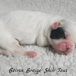 Shih Tzu Puppies from Beirin Breige Shih Tzus