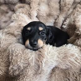 Chanel - Black and cream female Dachshund puppy in Salem, Oregon from Wonder Weenies