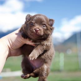 Buttercup - Chocolate female Pomeranian puppy in Saint Ignatius, Montana from Pomeranians Montana