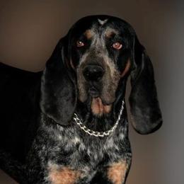 BO - Bluetick Coonhound