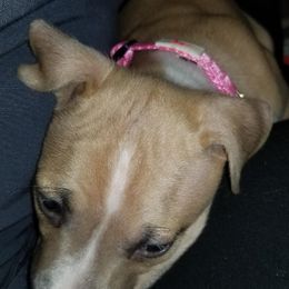 American Pit Bull Terrier Puppies from Kaotic APBTs