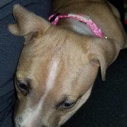 American Pit Bull Terrier Puppies from Kaotic APBTs