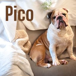 Pico - Bulldog