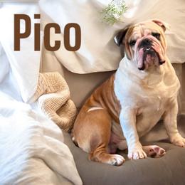 Pico - Bulldog