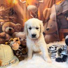 Boy 3 (Pentax) (green collar boy) - Light golden male Golden Retriever puppy in Hubbard, Ohio from Whickering Pines Golden Retrievers