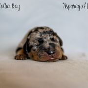 Asparagus "Gus-Gus" - Harlequin Beauceron puppy in Escondido, California from Wildfire Kennels