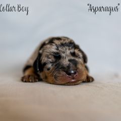 Asparagus "Gus-Gus" - Harlequin Beauceron puppy in Escondido, California from Wildfire Kennels