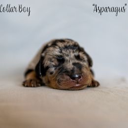 Asparagus "Gus-Gus" - Harlequin Beauceron puppy in Escondido, California from Wildfire Kennels