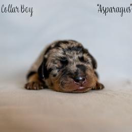 Asparagus "Gus-Gus" - Harlequin Beauceron puppy in Escondido, California from Wildfire Kennels