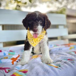 Sheepadoodle Puppies from Pawsome Doodle Haven